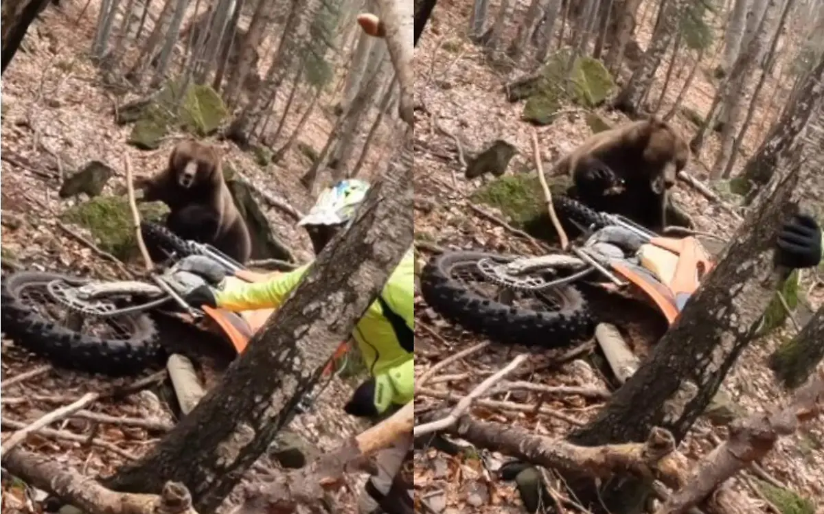 Motociclista se encuentra con oso